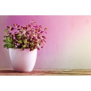 Grow Green Edition Filament R80 LED Paulmann