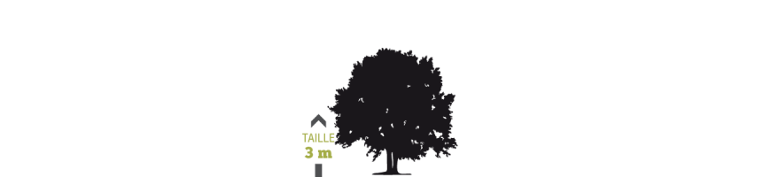 ECLAIRAGE ARBRE, luminaires & projecteurs pour arbres
