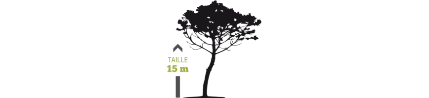 ECLAIRAGE ARBRE, feuillage clairsemé, ramifié ou parasol (h inf 15m)